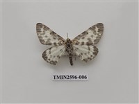 藏品(尺蛾109)的圖片